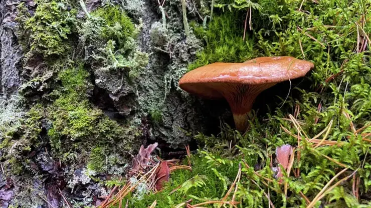 Россиянам рассказали об опасностях при сборе грибов