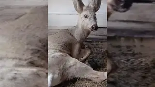 В Красноярском крае косуля забежала на территорию исправительной колонии