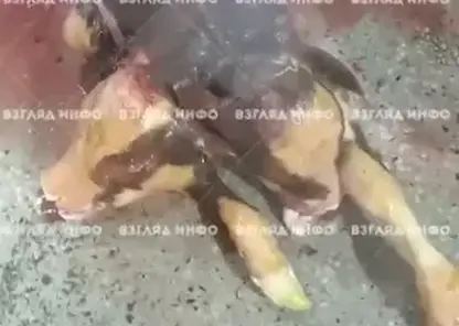 На юге Красноярского края корова родила двуглавого теленка