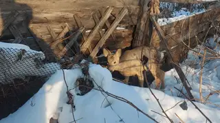 Ачинские полицейские спасли раненую косулю Ачинские полицейские спасли раненую косулю