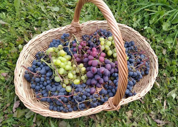 60 сортов винограда вырастил садовод из Красноярска Сергей Будрис