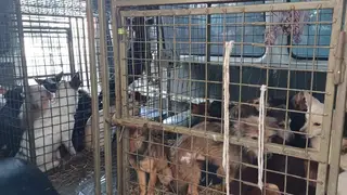 В Бородине женщина держала в квартире 40 собак и не давала жизни соседям. Приставы ее выселили В Бородине женщина держала в квартире 40 собак и не давала жизни соседям. Приставы ее выселили