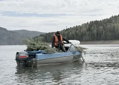 Эн+ установила искусственные нерестилища на Красноярском водохранилище