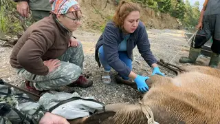 Спасённого на Байкале изюбря Гришу поселили в Иркутске