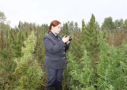 В Красноярском крае очищено от дикорастущей конопли свыше 1143 гектаров земли