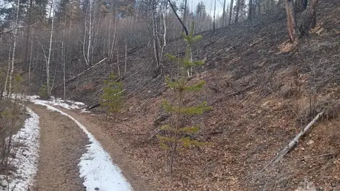 Зампред правительства Забайкалья объявил сроки начала пожароопасного сезона в центральных и северных округах