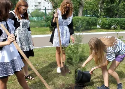 Красноярские  выпускники высадили деревья