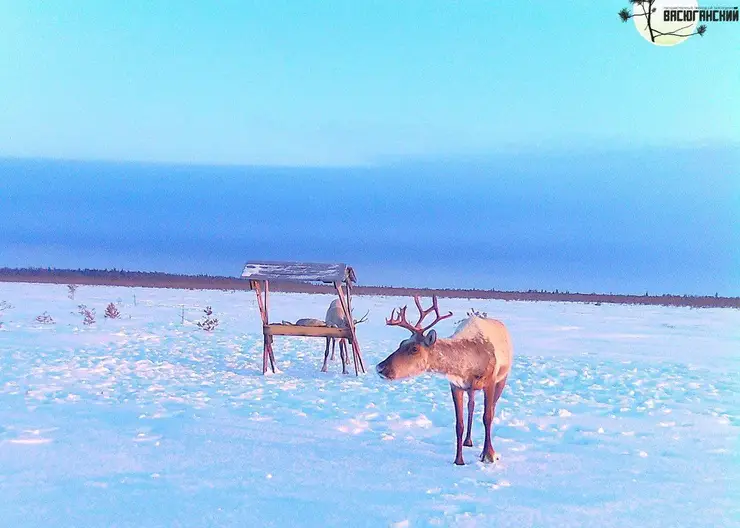 Северные олени попали в фотоловушку заповедника на границе Томской и Новосибирской областей
