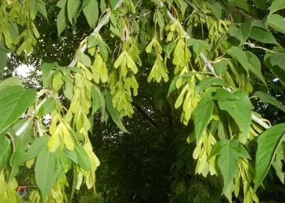 Почему новый федеральный закон ограничивает распространение американского клёна