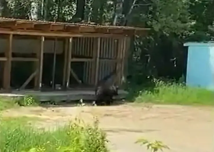 В Мотыгино на территории больницы заметили медведя