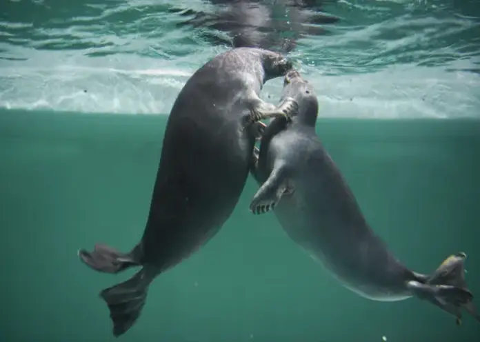 В Красноярске Россельхознадзор выдал первую лицензию предприятию по содержанию нерп