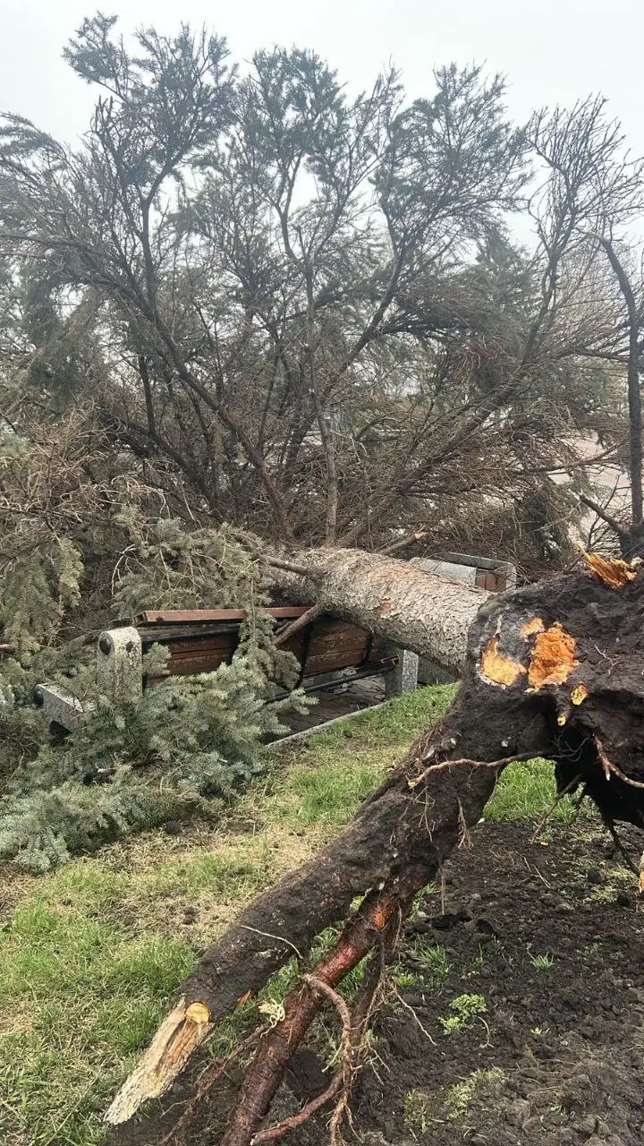 Фото: Красгорпарк