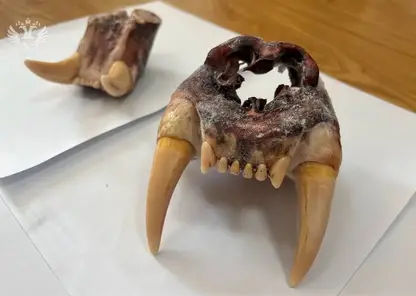 Контрабанда на костях: на Дальнем Востоке пытались вывезти из России останки амурского тигра и медведя