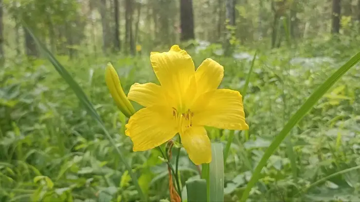 Мимолётная красота: в Минусинском бору запечатлели цветение краснокнижного красноднева