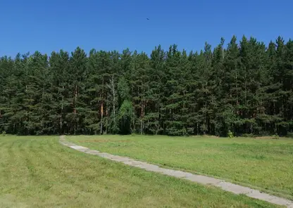 В краевом Роспотребнадзоре рассказали красноярцам о пользе кедровых орешков 