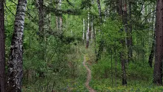 В краевом МЧС представили портрет типичного лесного «‎потеряшки»