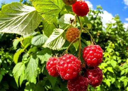 Малиновый день: все о пользе, исследованиях и выборе идеальной ягоды