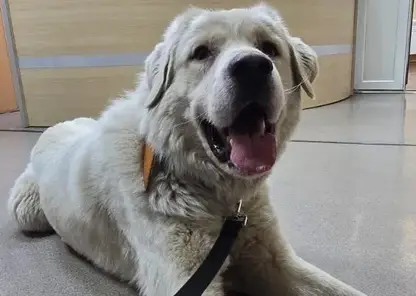 В Красноярске спасенный из гаража лабрадор потолстел на 10 кг