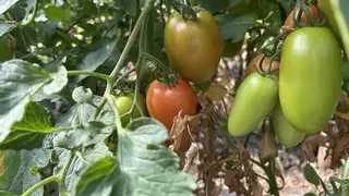 В красноярских овощах нашли «химию»: превышение пестицидов и нитратов