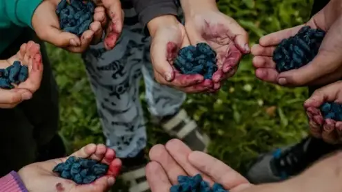 Томские ученые помогли «Северному саду» собрать рекордный урожай жимолости