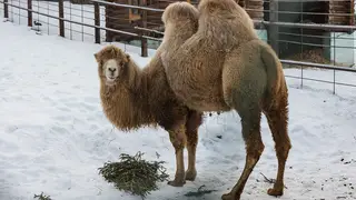 Красноярцам рассказали, как животные «Роева ручья» отметили Новый год с подаренными ёлками