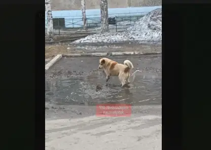 Городскую лужу не поделили в центре Лесосибирска ондатра и бездомная собака