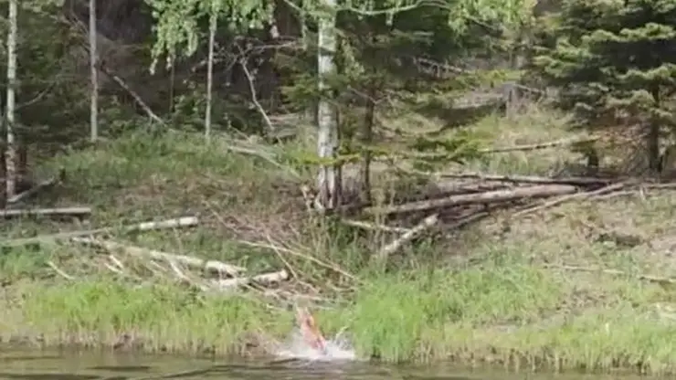 «Ути, какая кошечка»: рысь переплыла через Ману в Красноярском крае
