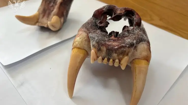 Контрабанда на костях: на Дальнем Востоке пытались вывезти из России останки амурского тигра и медведя