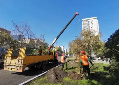 Больше тысячи новых деревьев высадили в Красноярске за неделю