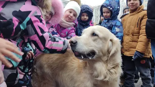 В Красноярске собаки-терапевты побывали у дошколят