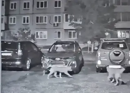 Стая собак погрызла припаркованную иномарку в Ачинске (видео)