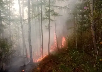 Больше восьми тысяч гектаров леса сгорело в Бурятии за сутки