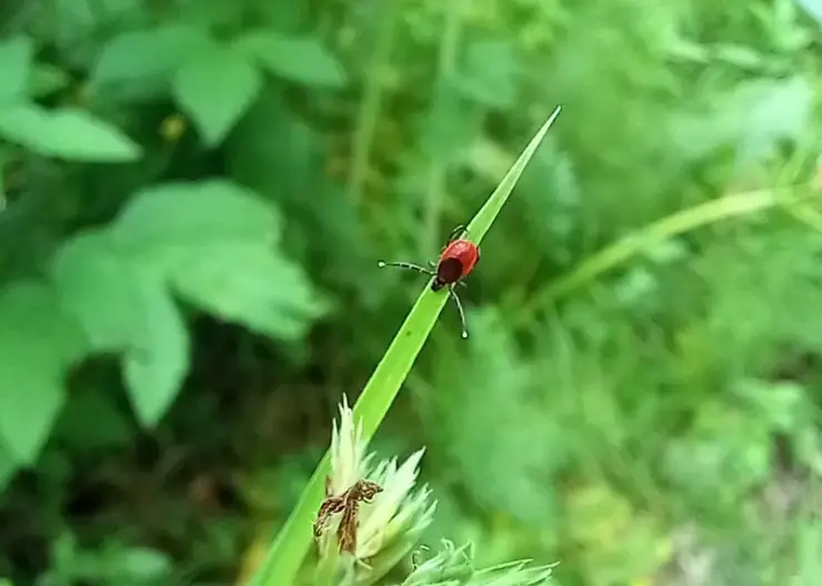 Парадокс в Красноярском крае: активность клещей падает, заболеваемость растет