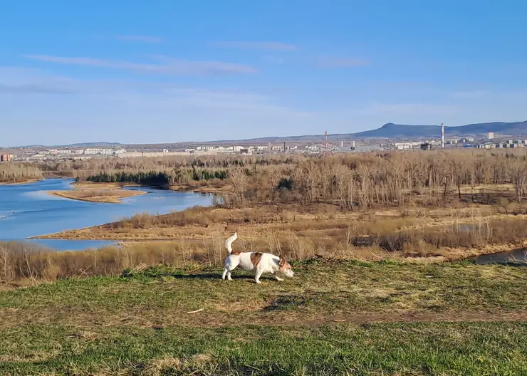 В России запретят приводить на пляж любых животных. Какие правила в Красноярске?