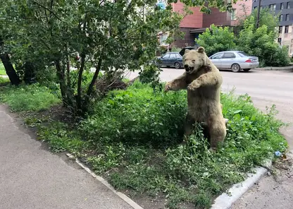 Красноярцев перепугало чучело медведя