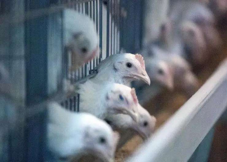 В Красноярском крае многодетным семьям помогут открыть личные подсобные хозяйства 