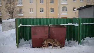 Глава СК РФ Александр Бастрыкин взял на контроль дело о безнадзорных собаках в Ачинске Красноярского Края