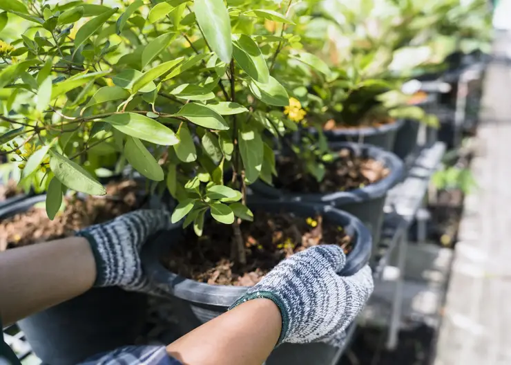 Россельхознадзор одобрил экспорт более 10 тысяч саженцев из Иркутской области и Бурятии в Монголию