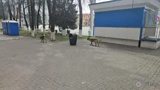 Бродячих собак заметили на площади Советов в Кемерове