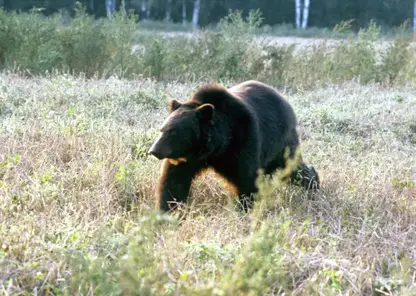 Медведя заметили недалеко от детского лагеря в Кемеровской области (видео)
