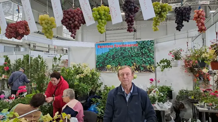 Выращенный в Сибири виноград могут попробовать красноярцы на осенней ярмарке