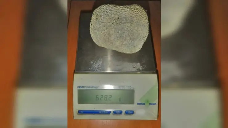 Новосибирские таможенники пресекли ввоз запрещенного морского «сувенира» из Дубая