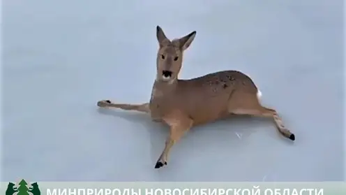 Сотни косуль в ходе миграции застряли на ледяном озере в Новосибирской области