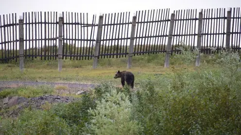 Медведя заметили в районе баз отдыха в Норильске
