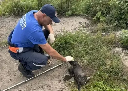 Бездомного щенка вытащили из глубокого коллектора с водой спустя двое суток заточения в Лесосибирске