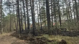 Поджигателя травы задержали возле базы отдыха в Красноярском крае