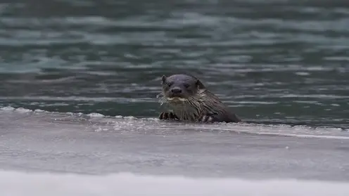 Краснокнижную выдру впервые сфотографировали в Сайлюгемском нацпарке на Алтае