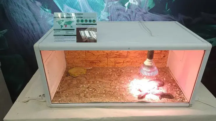 Суд запретил зоопарку «Spiders land» работать без лицензии: ранее он провел выставку животных в Красноярске