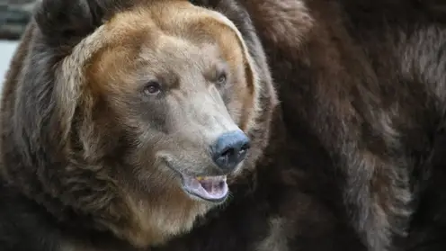 В Красноярске медведь вышел к людям