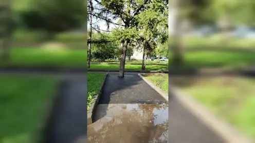 Дерево в асфальте: глава Красноярска раскритиковал работу подрядчиков, «заковавших» дерево в асфальт